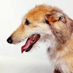 Amerikansk staghund