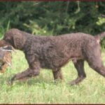 Amerikansk Vannspaniel