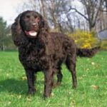 Amerikansk Vannspaniel