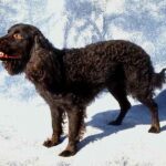 Amerikansk Vannspaniel