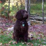 Amerikansk Vannspaniel