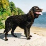 Amerikansk Vannspaniel
