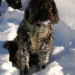 Amerikansk Vannspaniel