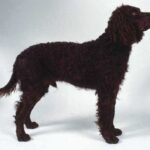 Amerikansk Vannspaniel