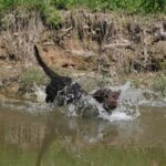 Amerikansk Vannspaniel