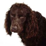 Amerikansk Vannspaniel
