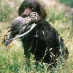 Amerikansk Vannspaniel