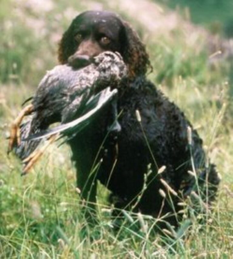 Amerikansk Vannspaniel
