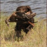 Amerikansk Vannspaniel