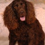 Amerikansk Vannspaniel