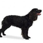 Amerikansk Vannspaniel