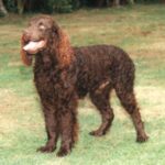 Amerikansk Vannspaniel