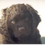 Amerikansk Vannspaniel