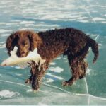 Amerikansk Vannspaniel