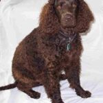 Amerikansk Vannspaniel