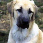 Anatolsk Gjeterhund