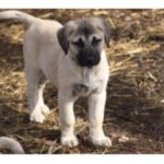 Anatolsk Gjeterhund