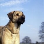 Anatolsk Gjeterhund