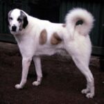 Anatolsk Gjeterhund