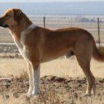 Anatolsk Gjeterhund