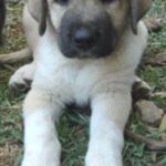Anatolsk Gjeterhund