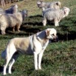 Anatolsk Gjeterhund