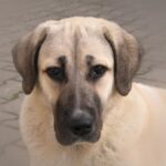 Anatolsk Gjeterhund