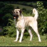 Anatolsk Gjeterhund