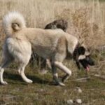 Anatolsk Gjeterhund