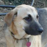 Anatolsk Gjeterhund