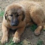 Anatolsk Gjeterhund