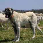 Anatolsk Gjeterhund