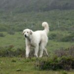Anatolsk Gjeterhund