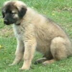 Anatolsk Gjeterhund