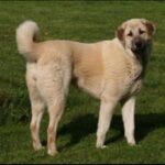 Anatolsk Gjeterhund