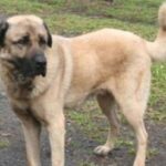 Anatolsk Gjeterhund