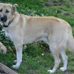 Anatolsk Gjeterhund