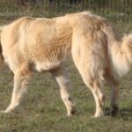 Anatolsk Gjeterhund
