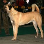 Anatolsk Gjeterhund