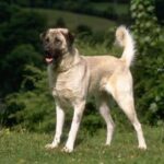 Anatolsk Gjeterhund