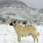 Anatolsk Gjeterhund