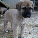 Anatolsk Gjeterhund