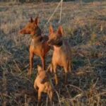 Andalusian Podenco
