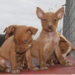 Andalusian Podenco
