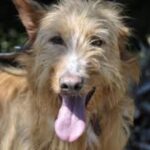Andalusian Podenco