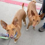 Andalusian Podenco