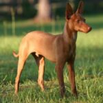 Andalusian Podenco