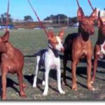 Andalusian Podenco