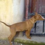 Andalusian Podenco