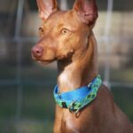 Andalusian Podenco